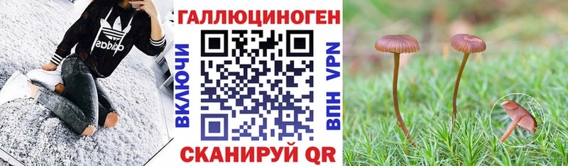 Псилоцибиновые грибы Psilocybine cubensis  Лениногорск 